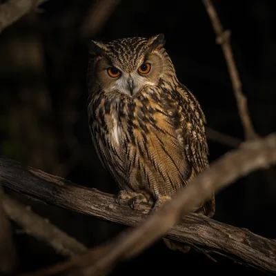 Close-Up Owl in Night Forest