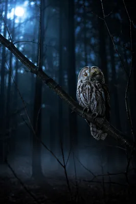 Moonlit Owl Perched in Night Forest