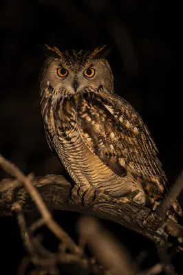 Close-Up Owl in Night Forest