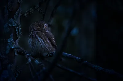 Moonlit Owl on Forest Branch Close-Up
