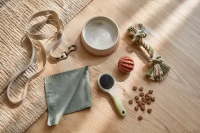 Cozy Pet Accessories Flat Lay Scene