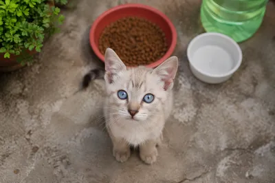 Curious Kitten by Food and Water Bowls