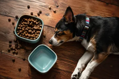 Peaceful Dog Beside Kibble and Water Bowls