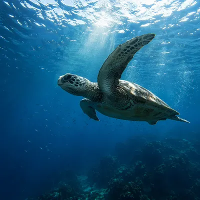 Graceful Sea Turtle in Blue Ocean