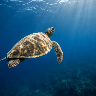Serene Sea Turtle in Blue Ocean
