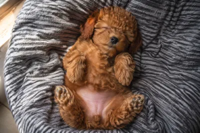 Adorable Sleeping Puppy on Cozy Cushion