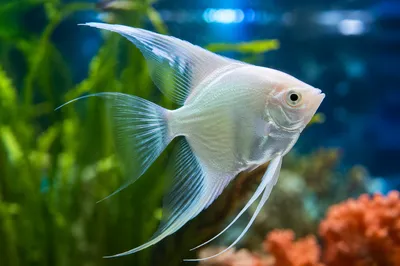 Pearly White Angelfish in Serene Aquarium
