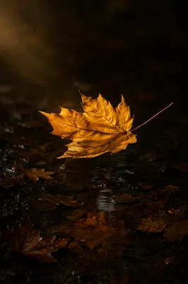 Golden Autumn Leaf in Quiet Forest Light