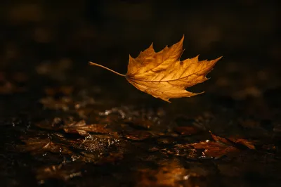 Golden Autumn Leaf in Quiet Forest