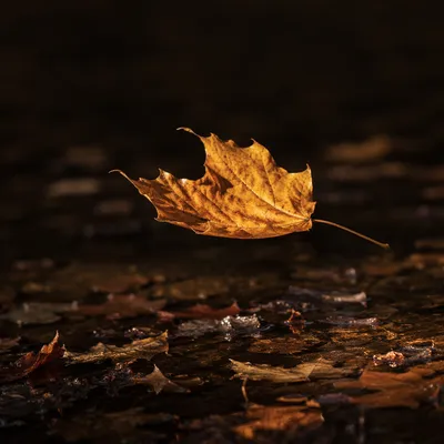 Golden Autumn Leaf in Quiet Forest Light