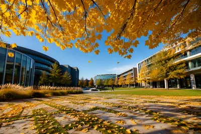 Golden Autumn Leaves Over Campus Courtyard