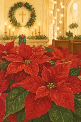 Christmas Poinsettias in Quiet Church Sanctuary