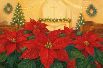 Christmas Poinsettias in Quiet Church Sanctuary
