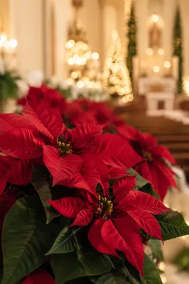 Christmas Poinsettias in Quiet Church Sanctuary