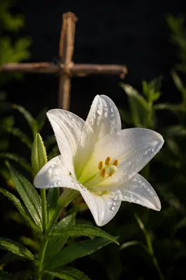 Easter Lily Garden with Wooden Cross