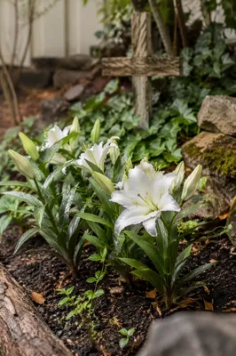 Peaceful Easter Garden with Lilies and Cross