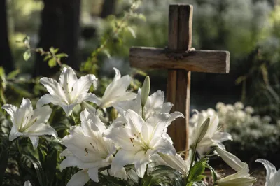 Easter Lilies Around Weathered Wooden Cross