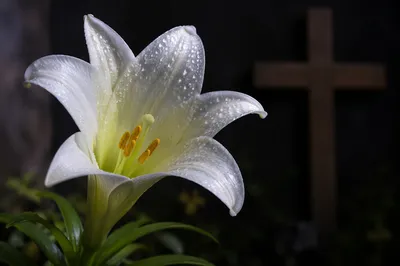 Dewy Easter Lily With Wooden Cross