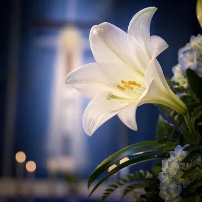 White Easter Lily on Church Altar