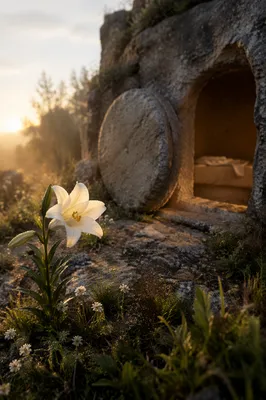 Easter Lily Beside Empty Tomb at Dawn