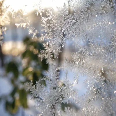 Delicate Window Frost at Winter Sunrise