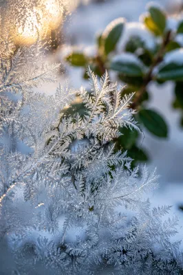 Delicate Hoarfrost on Winter Window Pane