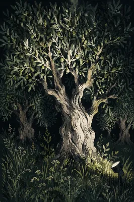 Gethsemane Olive Trees at Night