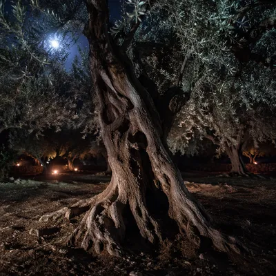 Gethsemane Olive Tree in Moonlit Night