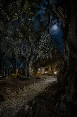 Moonlit Olive Grove Prayer Path