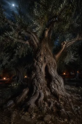 Moonlit Gethsemane Olive Grove Vigil