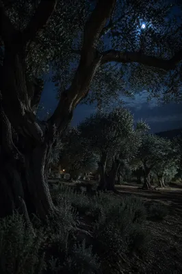 Moonlit Gethsemane Olive Grove at Night