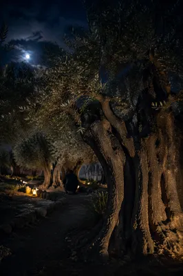 Gethsemane Olive Grove Night Prayer