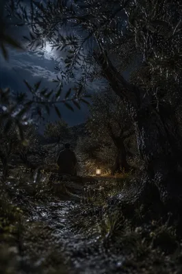Gethsemane Olive Grove Prayer at Night