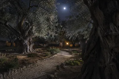 Moonlit Olive Grove Prayer Path