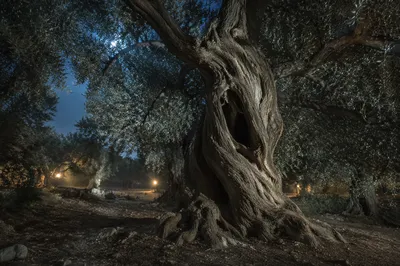 Moonlit Gethsemane Olive Grove Vigil