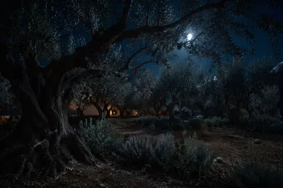 Moonlit Olive Grove for Holy Week Vigil
