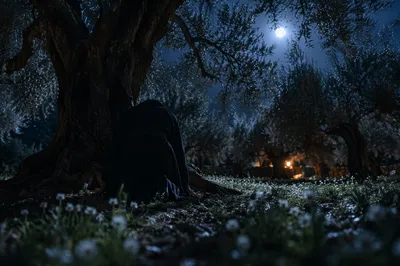 Moonlit Gethsemane Olive Grove Prayer