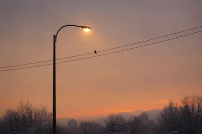 Peaceful Snowfall Streetlight at Winter Dusk
