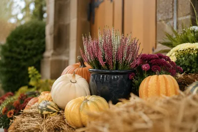 Autumn Harvest Pumpkins by Village Church Porch