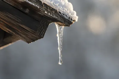Winter Icicle in Soft Sunlight