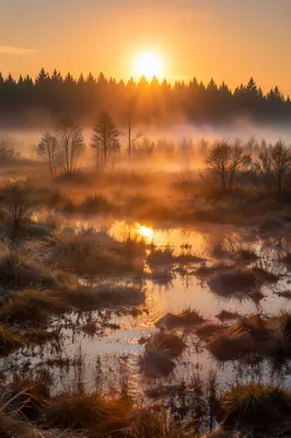 New Year Sunrise Over Misty Marshland