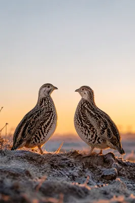 New Year Sunrise Birds of Renewal