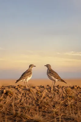 New Year Sunrise Prairie Birds