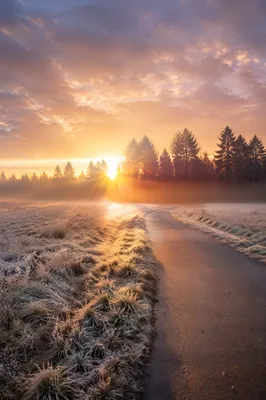 New Year Sunrise Over Frosted Meadow Path