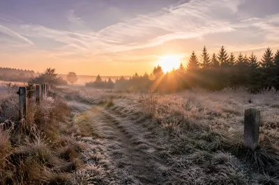 New Year Sunrise Over Frosty Meadow