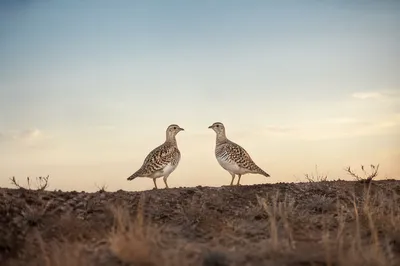 New Year Sunrise Prairie Birds
