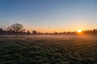 New Year Sunrise Over Misty Meadow