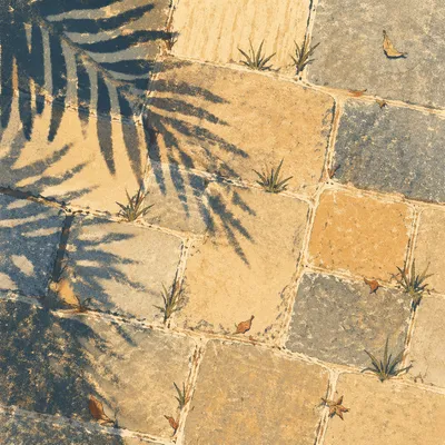 Palm Branch Shadows on Stone Walkway