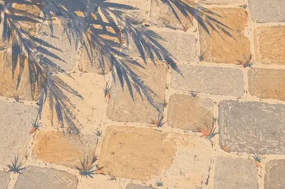 Palm Branch Shadows on Garden Stone Path