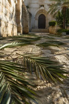 Palm Branches on Chapel Stone Path